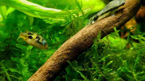 Beleuchtung eines Aquariums mit LED Beleuchtung eines Aquariums mit LED